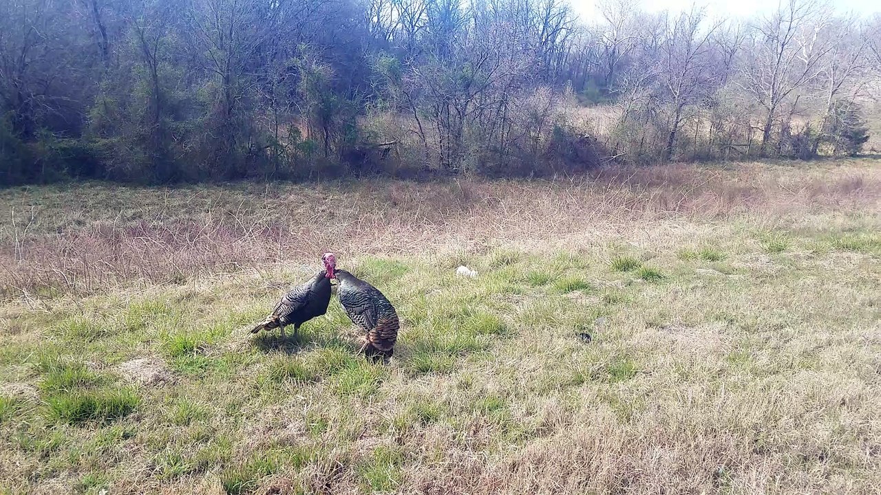 Gobble Squabble