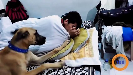 Un toutou réveille son humain