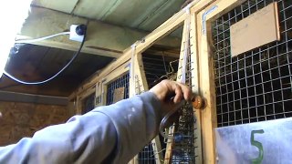Монтаж нипельных поилок на мини ферме кроликов