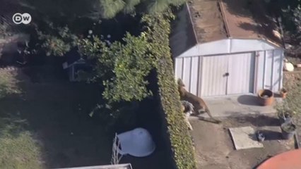 Leão da montanha “visita” casas na Califórnia