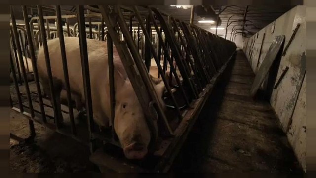 Allevamenti di maiali: guerra tra LAV e Consorzio del Prosciutto di Parma