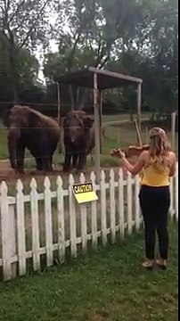 Elephants Dancing to Violin! Adorable!