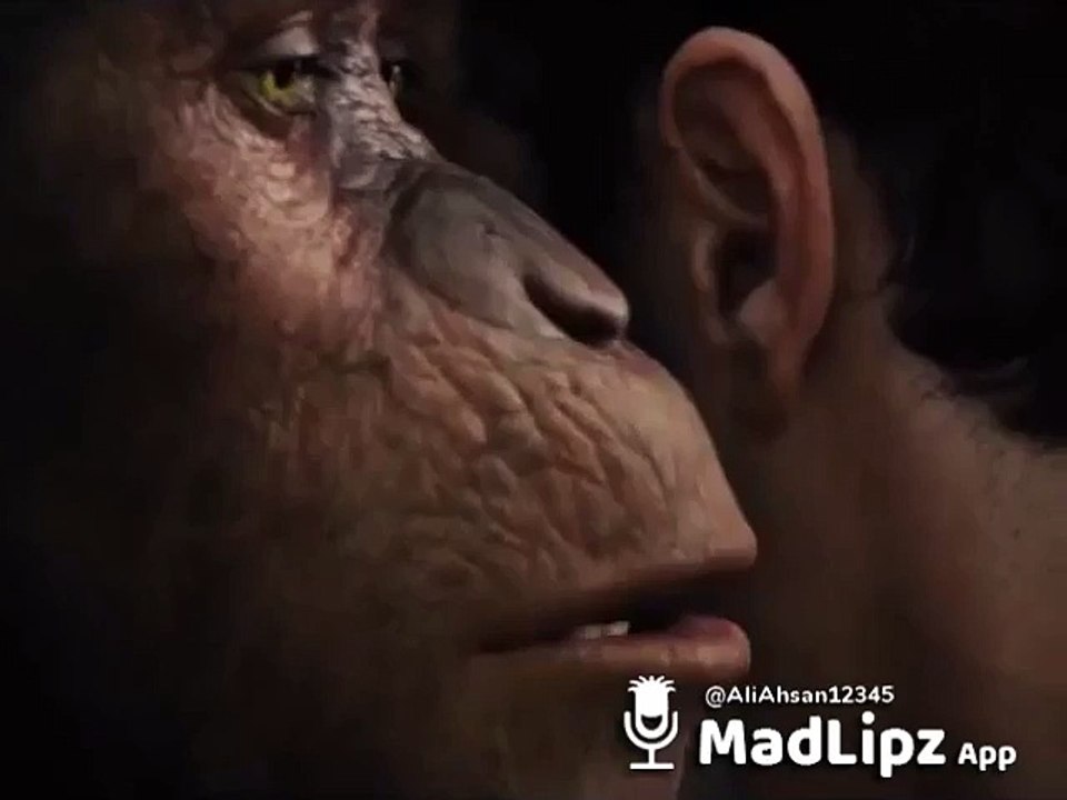 monkey