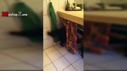 dog scare to take bath