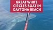 Terrifying video shows great white shark circling around tiny boat