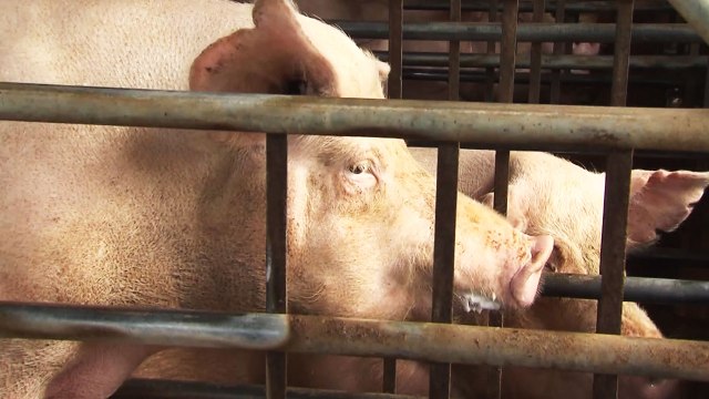 돼지 구제역 A형 백신 접종 태부족...방역 비상 / YTN
