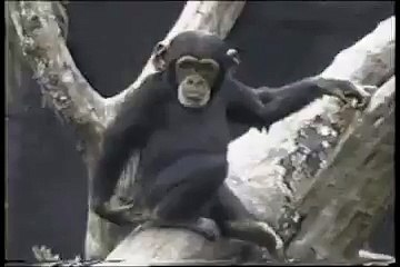 Very hit latest funny video 2018