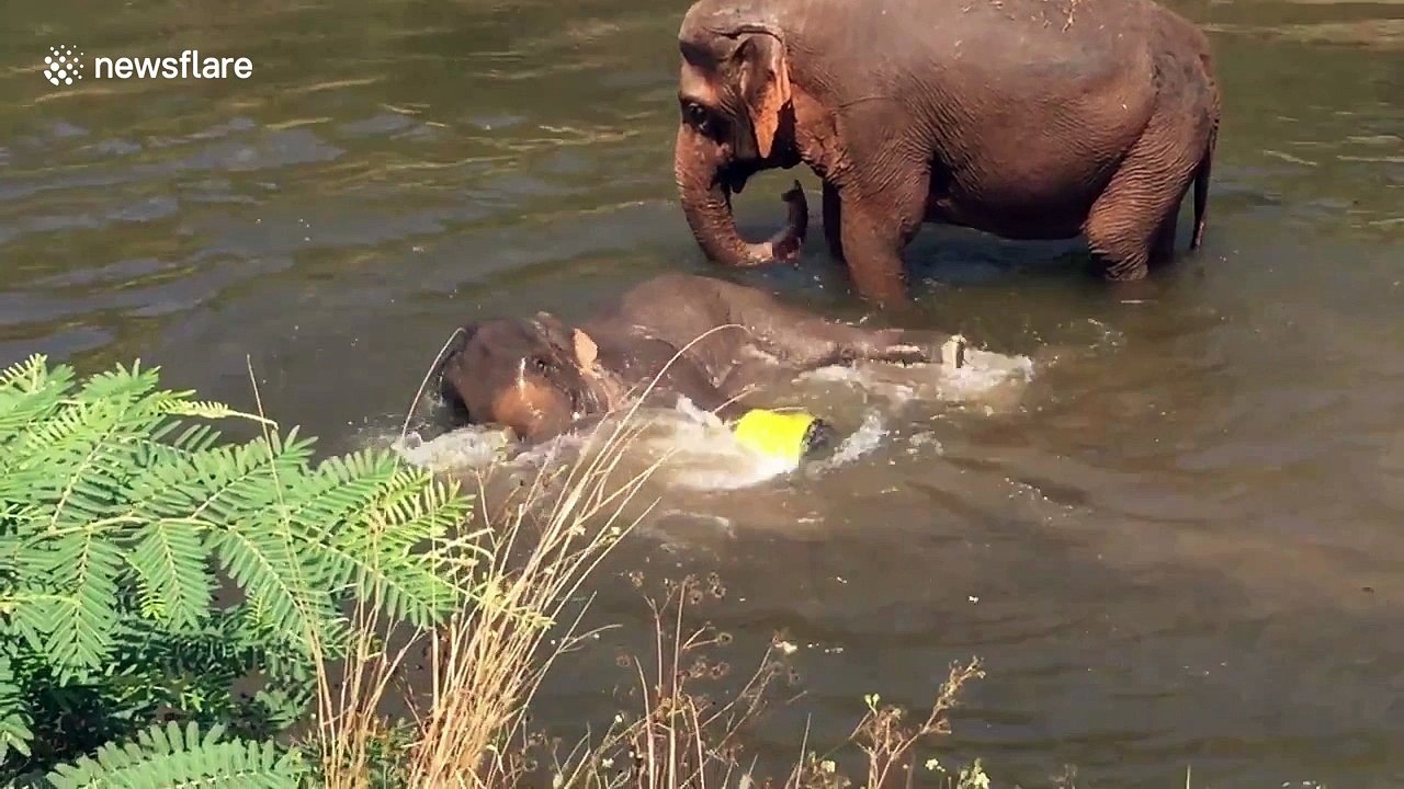 Watch an adorable baby elephant splash around in a river