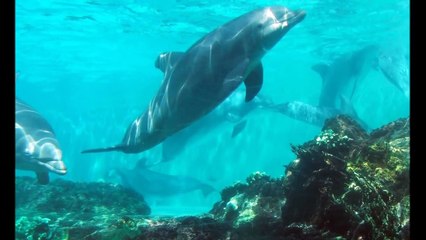 1 The Dolphin Therapy - Sounds of Dolphins