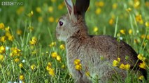Rabbit Island - Natures Weirdest Events: Series 4 Episode 2 Preview - BBC Two