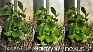 Galaxy S7 Camera vs iPhone 6s Plus & Nexus 6P