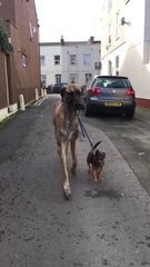 Quand un chien promène son chien... Adorable