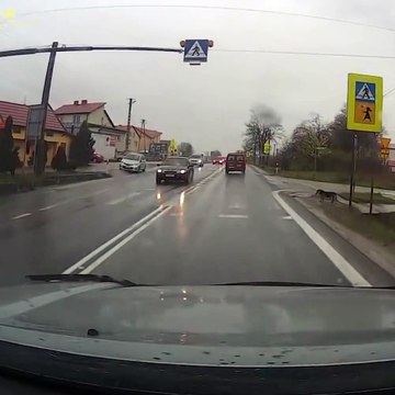 Ce chien attend au passage piéton pour traverser... Tellement bien éduqué