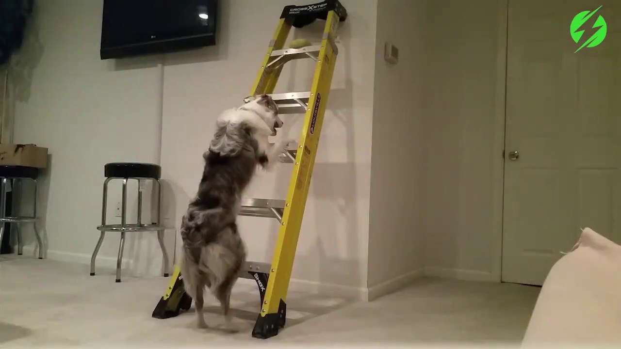 Ce chien est plus intelligent que la plupart de vos gamins... Et plus utile!!!