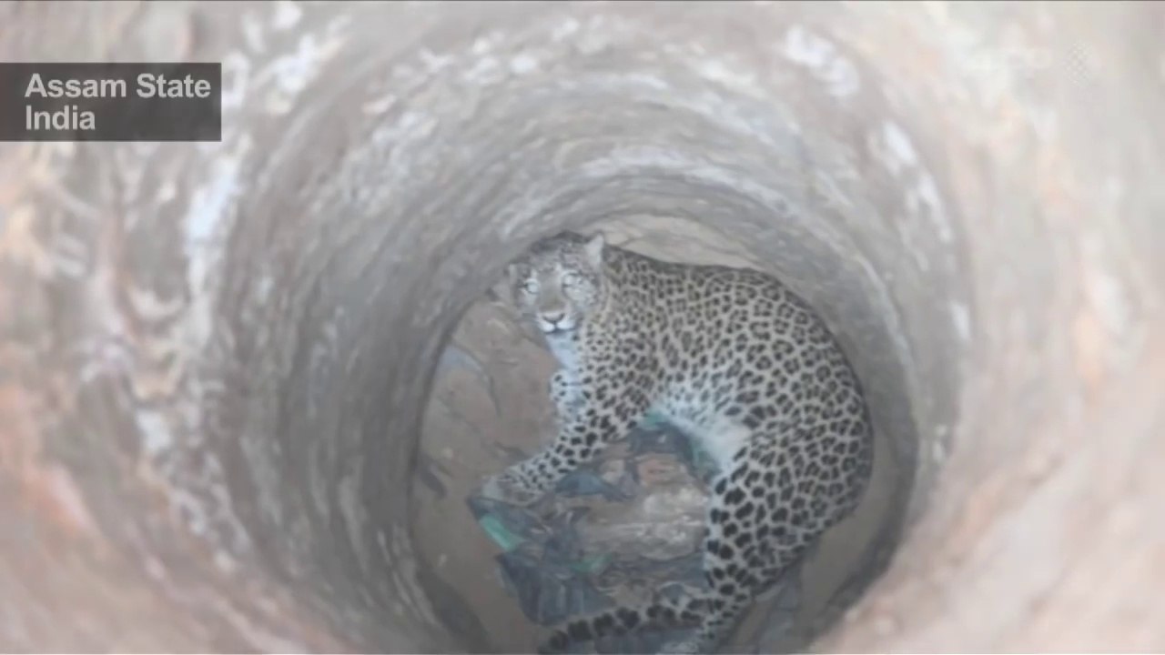 Le sauvetage risqué d'un léopard tombé dans un puis en inde