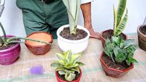 Una planta llamada lengua de suegra