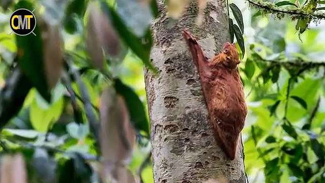 10 Animais Que Você Não Vai Acreditar Que Existem