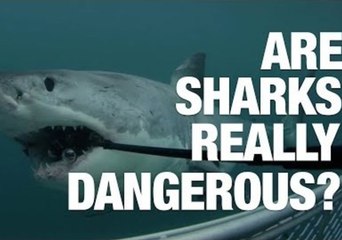 Are Sharks Really Dangerous?