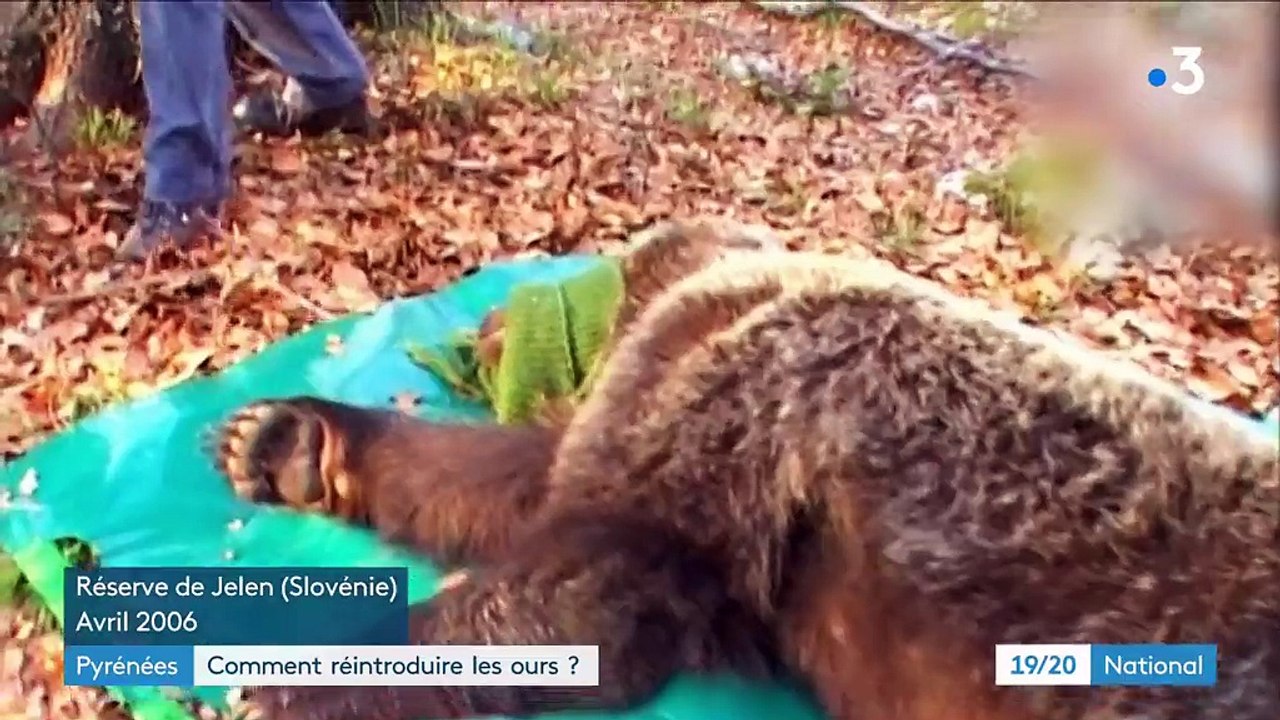 Pyrénées : comment réintroduire les ours ?