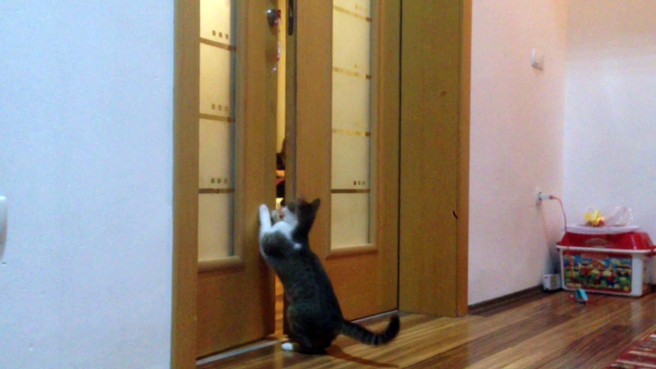 Cat trye to open a door Funny Video