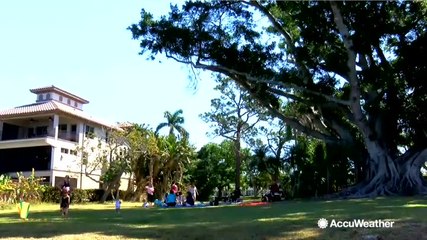 Woman marries landmark tree to save it from being chopped down