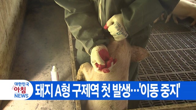 [YTN 실시간뉴스] 돼지 A형 구제역 첫 발생...'이동 중지' / YTN