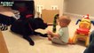Bébés mignons jouant avec Chiens Labrador - Chiens Amour Bébés Compilation [HD VIDEO]