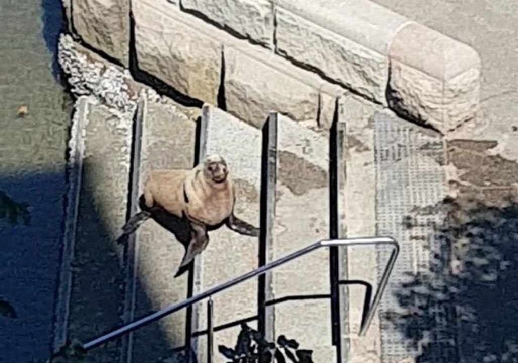 Seal Basks in Sunshine at Sydney's Rushcutters Bay Park