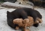 Rescued Baby Wombat Loves Playing With Plush Dog Toy