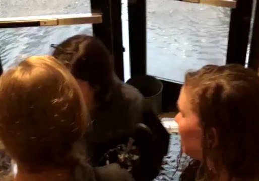 Floodwater Swamps Texas A&M University