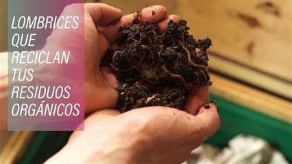 Lombrices veganas: se comen tus desechos y dan abono