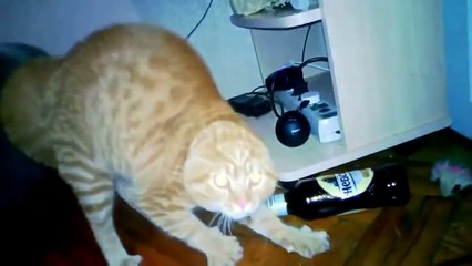 FUNNY ANIMAL -  ANIMALS ARE IDIOTS 2!!!