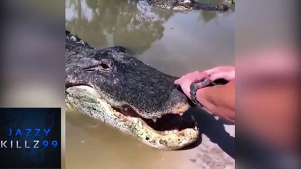 FUNNY ANIMAL - ANIMALS ARE IDIOTS 3!!!