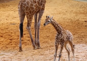 Video herunterladen: Energetic Giraffe Calf Makes Public Debut at Perth Zoo