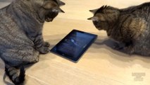 Cats playing on iPad tablet 
