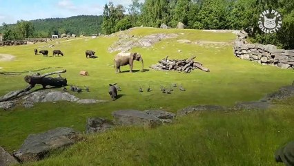 14 Funny Pets - Awesome Pet Video Compilation 2018 (1)