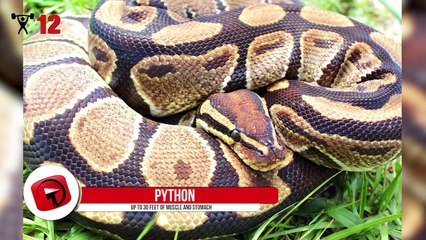 14 Most Muscular Looking Animals