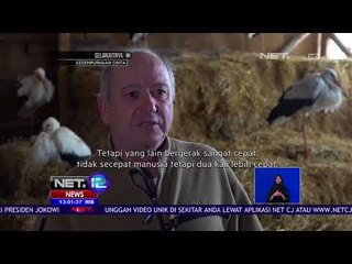 Ratusan Bangau Membeku di Bulgaria - NET 12