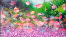 Everything about Tetra Fish - [Types-Caring-Breeding-Feeding]