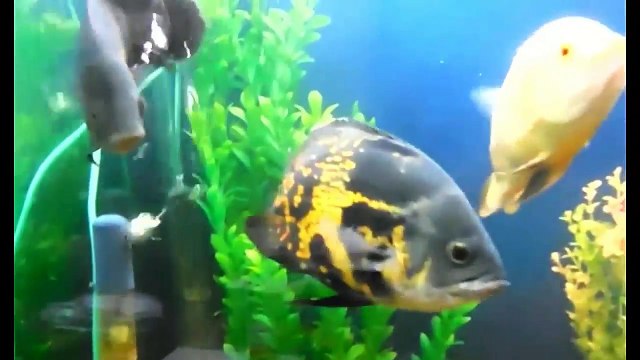 Everything about Oscar - [Types-Caring-Breeding-Feeding]