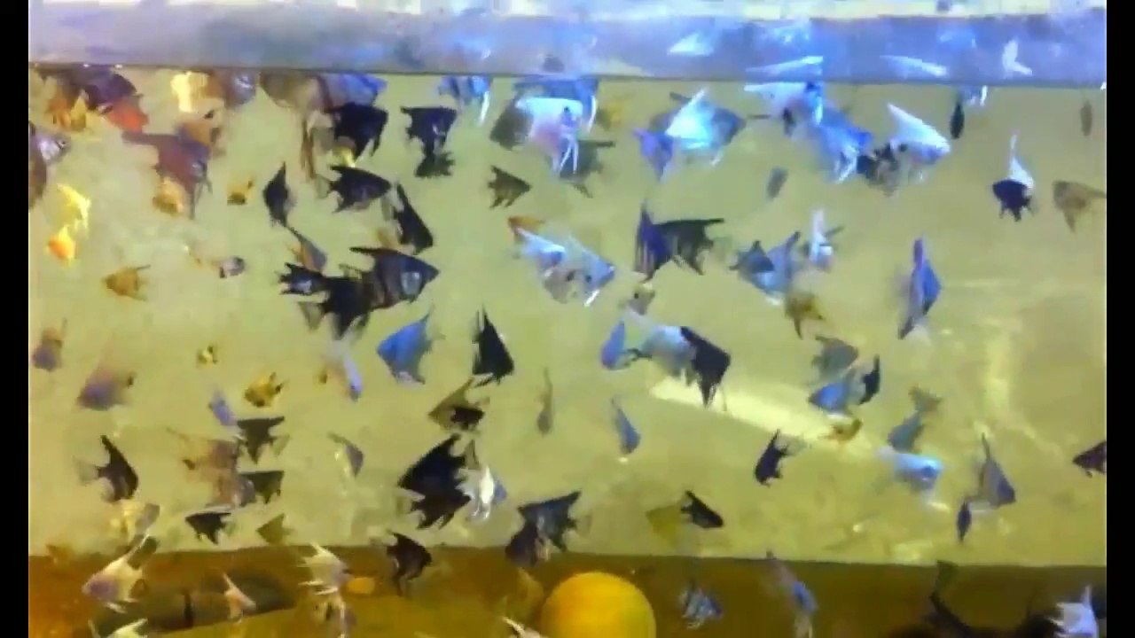 Everything about AngelFish - [Types-Caring-Breeding-Feeding]