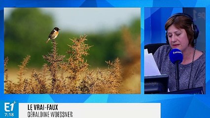 Les pesticides sont-ils les premiers responsables du déclin des oiseaux ?