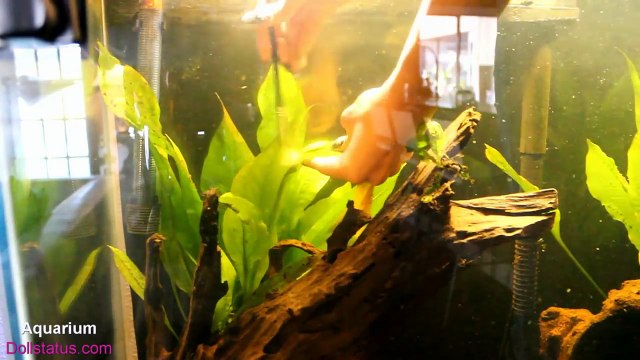 How to Change Aquarium Water- How I do water changes