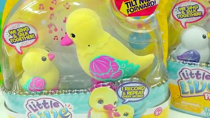 Little Live Pets Duck Mom & Baby - Unboxing 2 Chocolate Surprise Eggs + Shopkins Blind Bag