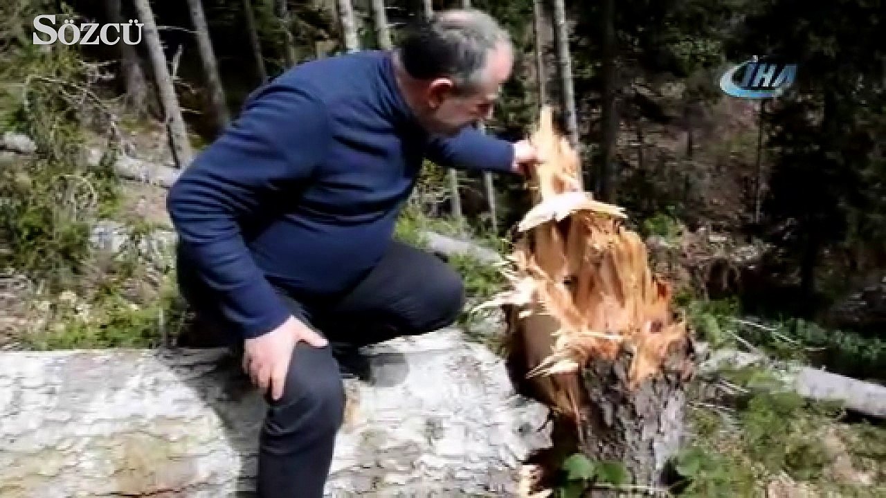 Ağaçlar fırtınanın şiddetine dayanamadı