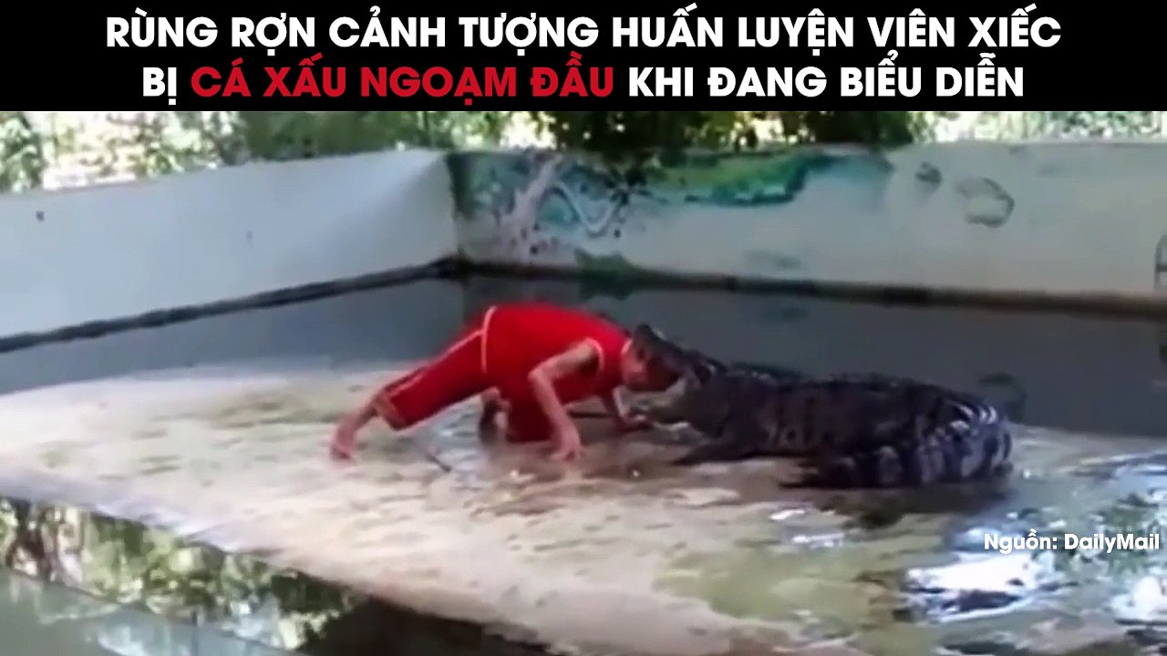 Rùng rợn cảnh tượng huấn luyện viên xiếc bị cá sấu ngoạm đầu khi dang biểu diễn