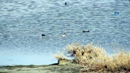 Akyatan Gölü’nde albino sakarmeke görüldü