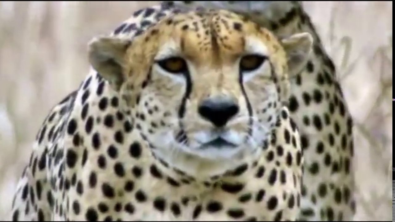 ANIMALS ATTACK - Top 10 Most Deadly Animals in Africa including Lions Hippos Hyenas Elephants - Discovery Channel