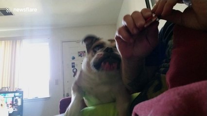 English bulldog goes crazy for fidget spinner