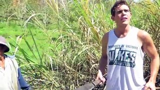 #BecomingFilipino - Sugar Cane Harvesting in Mindanao, Philippines